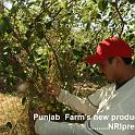 Punjab_Farm 009